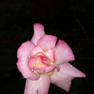 Meet your Posher, Leonor